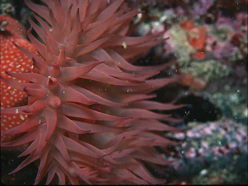 Actinia fragacea